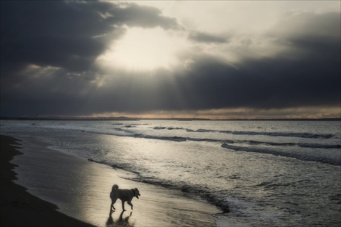 北海道犬ウパシ君