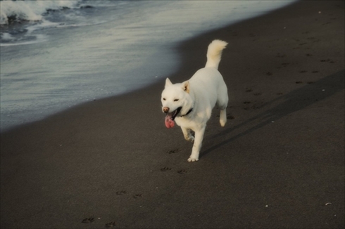 北海道犬ウパシ君