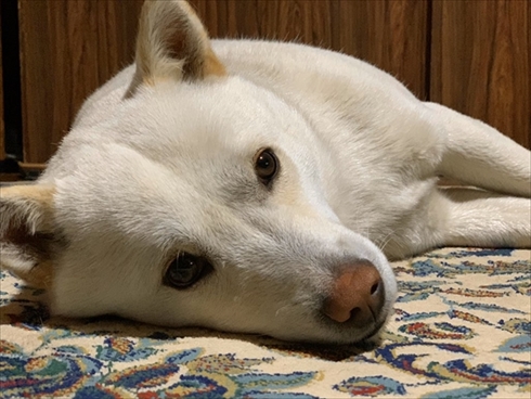 北海道犬ウパシ君