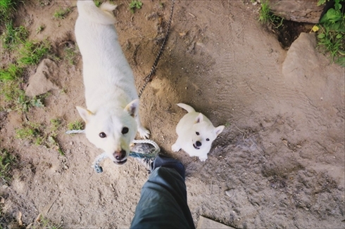 北海道犬ウパシ君