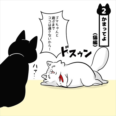 ストーカー猫ちゃん