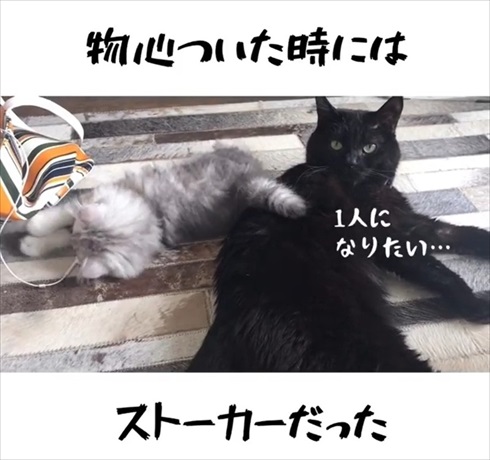 ストーカー猫ちゃん