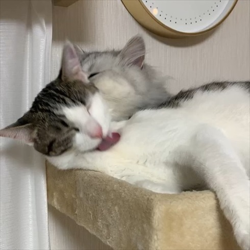 ストーカー猫ちゃん