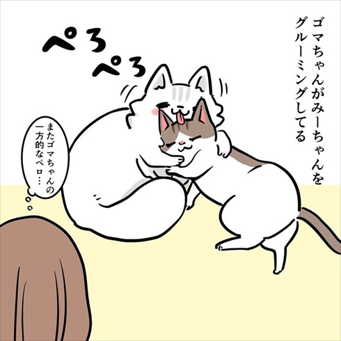 ストーカー猫ちゃん