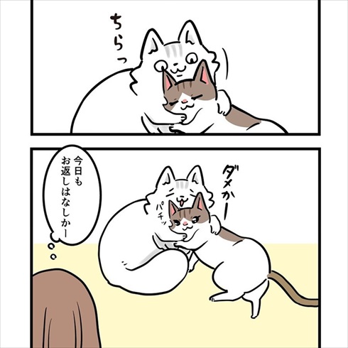 ストーカー猫ちゃん