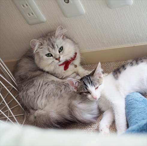 ストーカー猫ちゃん