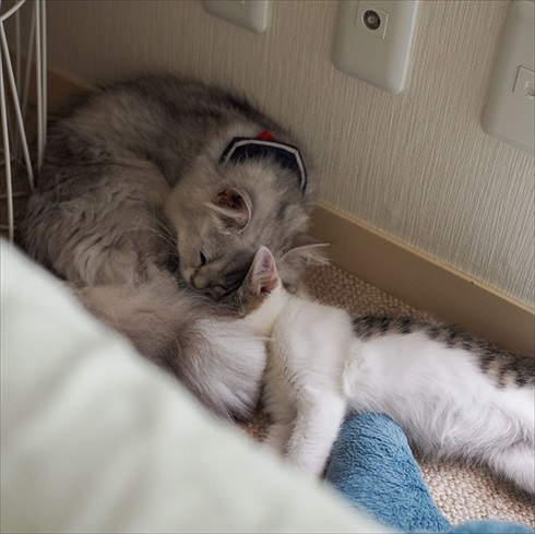 ストーカー猫ちゃん