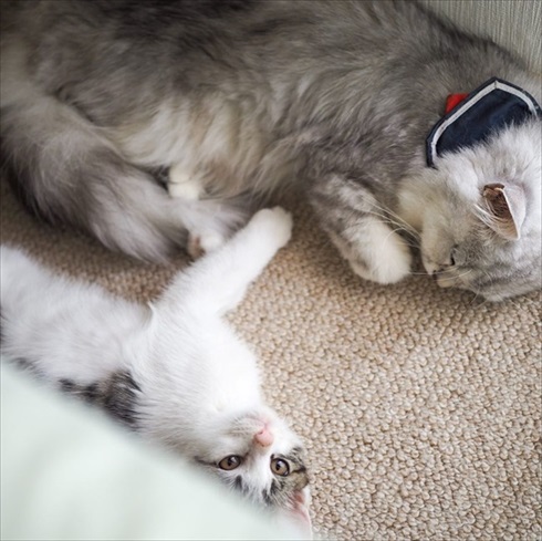 ストーカー猫ちゃん