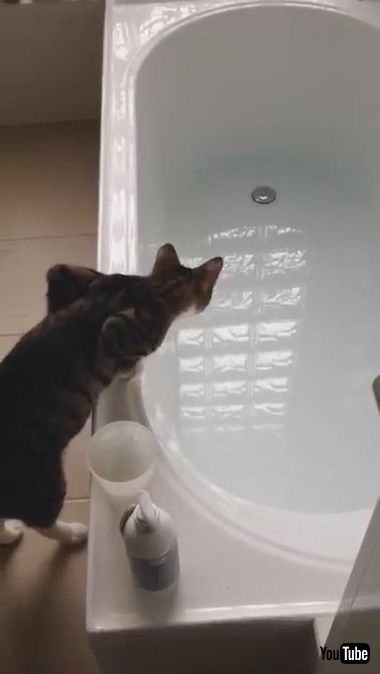 お風呂に興味津々ネコちゃん