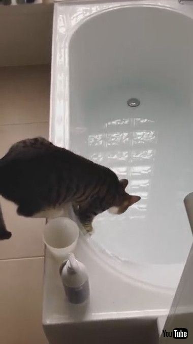 お風呂に興味津々ネコちゃん