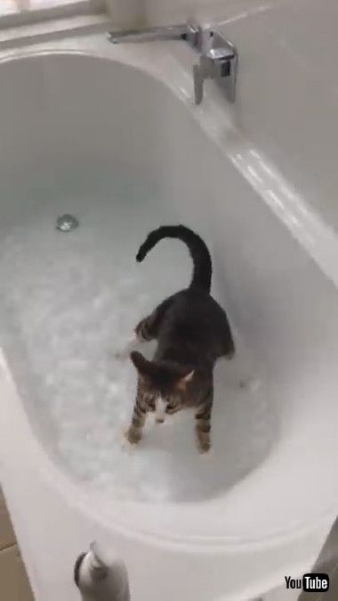 お風呂に興味津々ネコちゃん