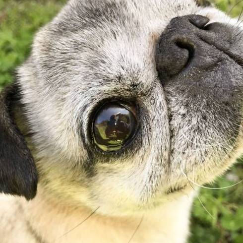 犬 パグ めーちゃん