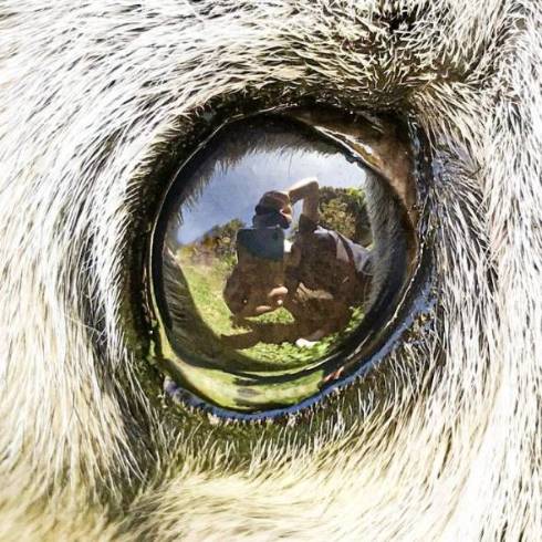 犬 パグ めーちゃん