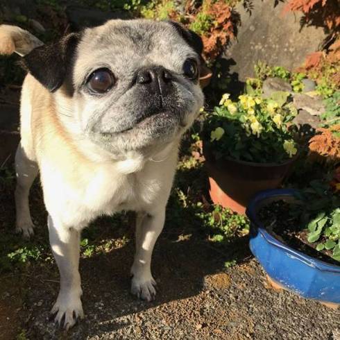 犬 パグ めーちゃん