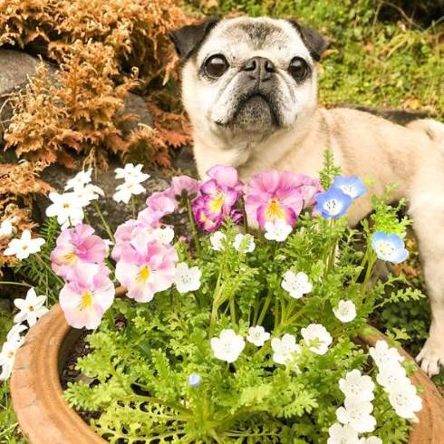 犬 パグ めーちゃん