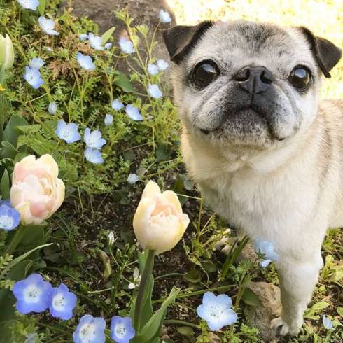 犬 パグ めーちゃん