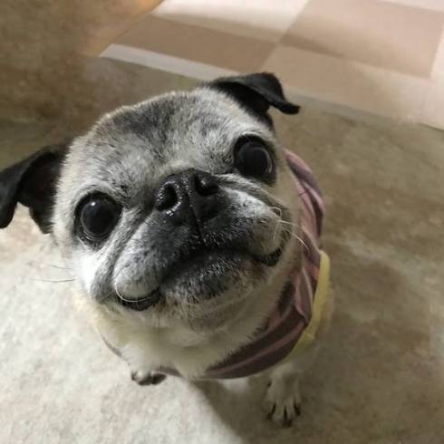 犬 パグ めーちゃん