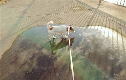 ウユニ塩にいるみたいなワンちゃん