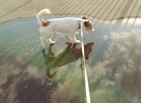 ウユニ塩にいるみたいなワンちゃん