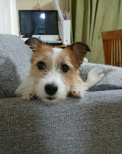 ウユニ塩にいるみたいなワンちゃん