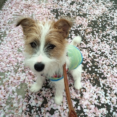 ウユニ塩にいるみたいなワンちゃん