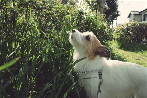 ウユニ塩にいるみたいなワンちゃん