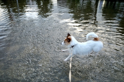 ウユニ塩にいるみたいなワンちゃん