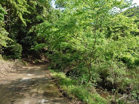 ファービー 森 神様 ジブリ