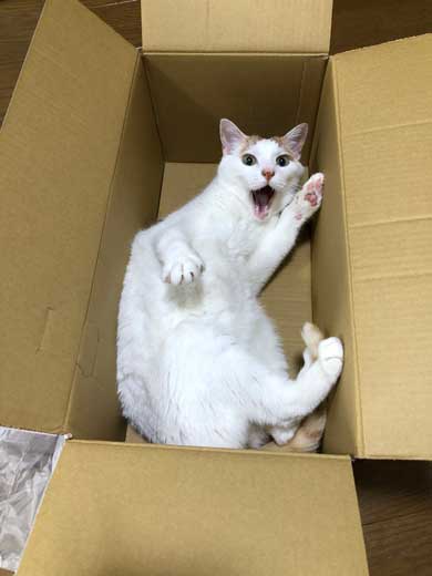 病院 猫