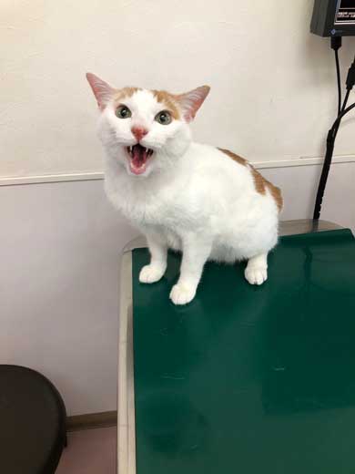 猫 病院に行く 察知 覚悟 表情 驚き ゴロさん 伊佐美ノゾミ
