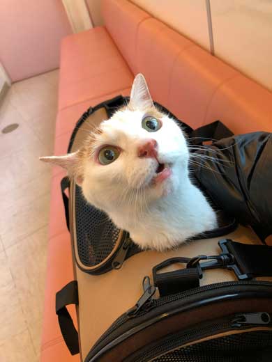 猫 病院に行く 察知 覚悟 表情 驚き ゴロさん 伊佐美ノゾミ