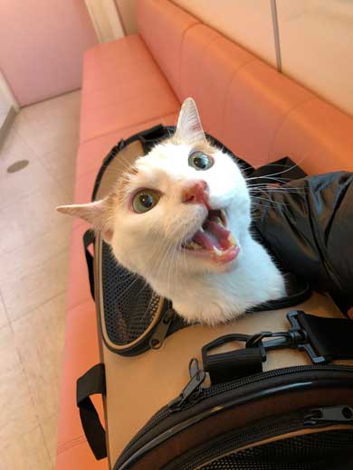 猫 病院に行く 察知 覚悟 表情 驚き ゴロさん 伊佐美ノゾミ