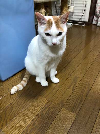 猫 病院に行く 察知 覚悟 表情 驚き ゴロさん 伊佐美ノゾミ
