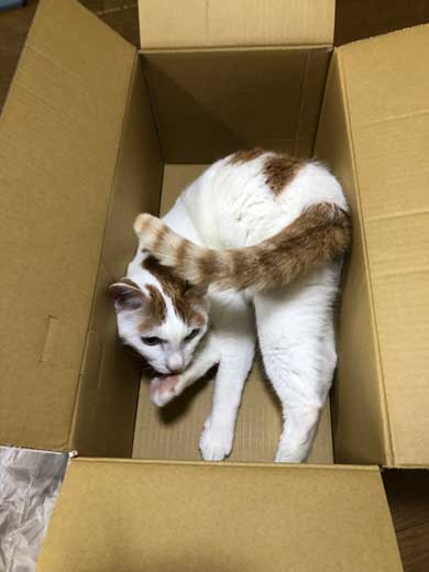 猫 病院に行く 察知 覚悟 表情 驚き ゴロさん 伊佐美ノゾミ