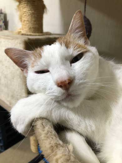 猫 病院に行く 察知 覚悟 表情 驚き ゴロさん 伊佐美ノゾミ