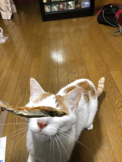 猫 病院に行く 察知 覚悟 表情 驚き ゴロさん 伊佐美ノゾミ