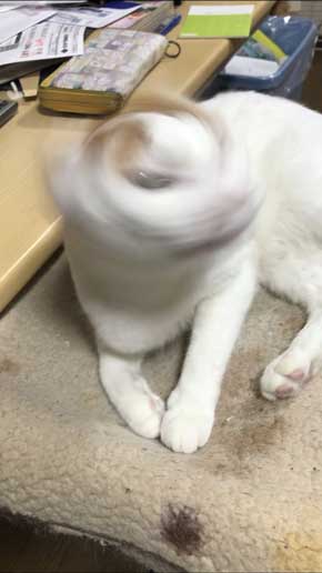 猫 病院に行く 察知 覚悟 表情 驚き ゴロさん 伊佐美ノゾミ