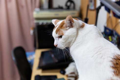 猫 病院に行く 察知 覚悟 表情 驚き ゴロさん 伊佐美ノゾミ