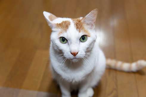 猫 病院に行く 察知 覚悟 表情 驚き ゴロさん 伊佐美ノゾミ