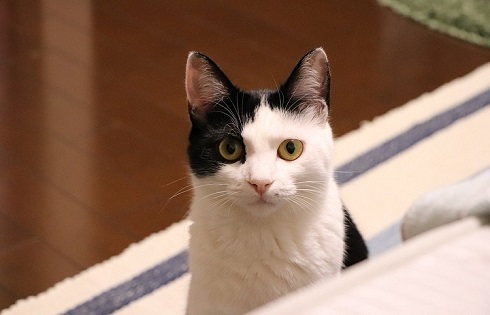 ペット手帳　取説