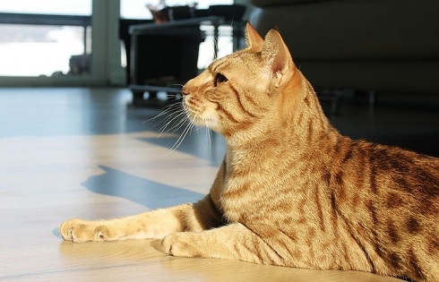 ペット手帳　取説