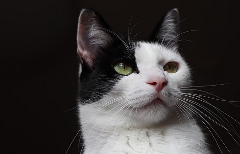 ペット手帳　取説