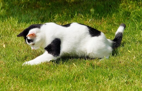 ペット手帳　取説