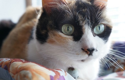 ペット手帳　取説