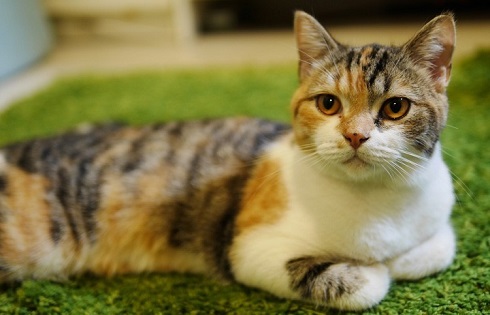 ペット手帳　取説