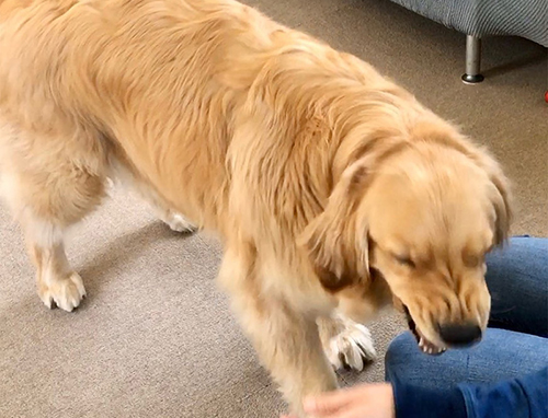 ワイルドマズル5