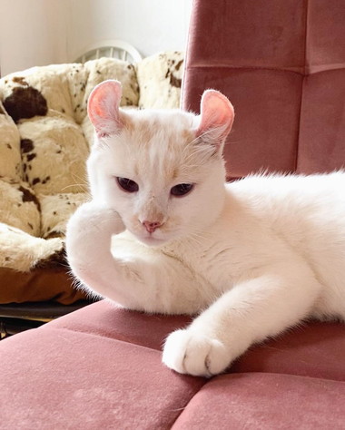 頬づえネコチャン