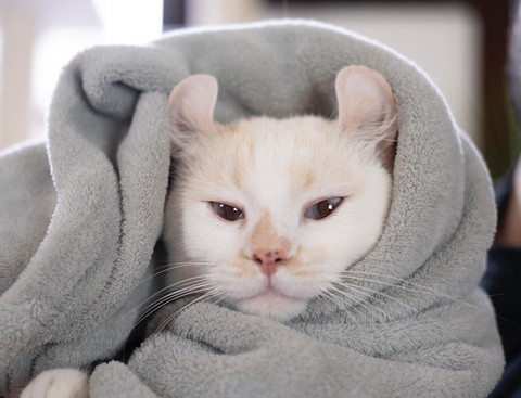 頬づえネコチャン