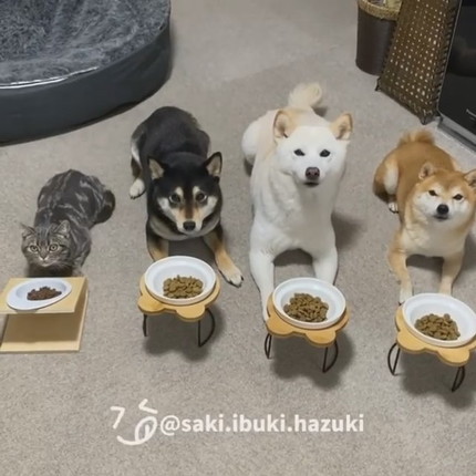 ねこと犬仲良し