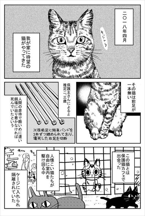3本足の猫